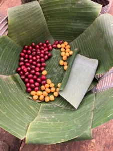 Eine Schale aus grünen Kaffeeblättern geformt mit roten und gelben Kaffeekirschen in der Mitte